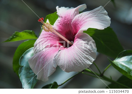 Summer image (Hibiscus) Summer image (Hibiscus) 115034470