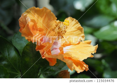Summer image (Hibiscus) 115034476