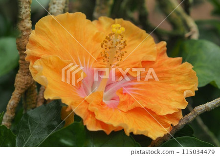 Summer image (Hibiscus) Summer image (Hibiscus) 115034479