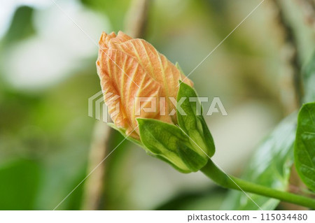 夏季形象(芙蓉) 夏季形象(芙蓉) 115034480
