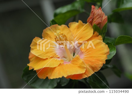 Summer image (Hibiscus) Summer image (Hibiscus) 115034490