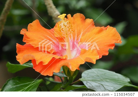 夏季形象（芙蓉） 115034507