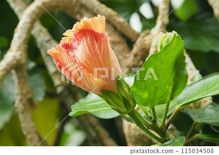 夏季形象（芙蓉） 115034508