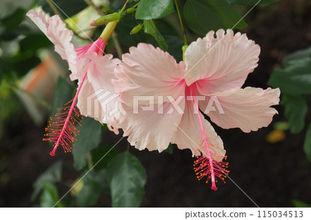 Summer image (Hibiscus) Summer image (Hibiscus) 115034513