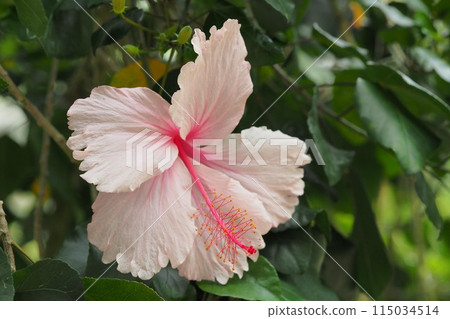 夏季形象(芙蓉) 夏季形象(芙蓉) 115034514