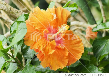 夏季形象(芙蓉) 夏季形象(芙蓉) 115034515