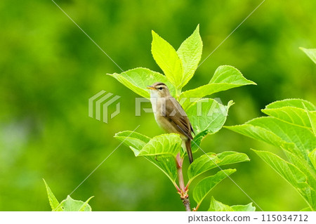 A little reed warbler perched on a tree branch A little reed warbler perched on a tree branch 115034712