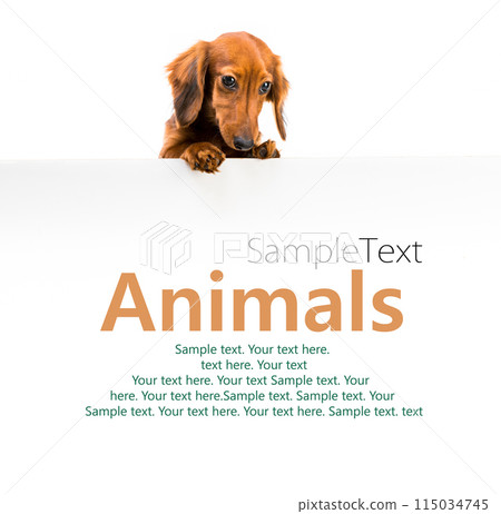 red dog breed dachshund 115034745