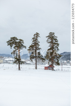 Isolated trees in the snow, the famous winter resort of Bakuriani Isolated trees in the snow, the famous winter resort of Bakuriani 115034773