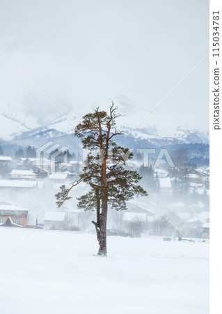 Isolated tree in the snow, the famous winter resort of Bakuriani 115034781