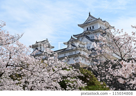 Himeji Castle and cherry blossoms seen from Mikunibori 115034808