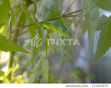 楓樹枝上的燕尾蛹 115034875