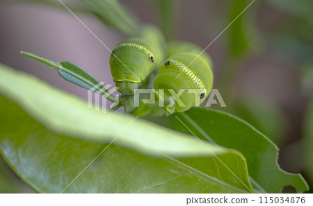 Caterpillars eating leaves together 115034876