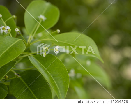 冬季藍色的花朵小而白色 115034878