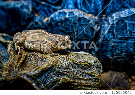 Close up of Egyptian green toad Close up of Egyptian green toad 115035043