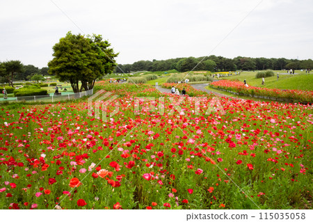 一邊是罌粟 115035058