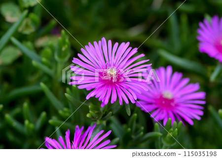 松菊 松菊 115035198