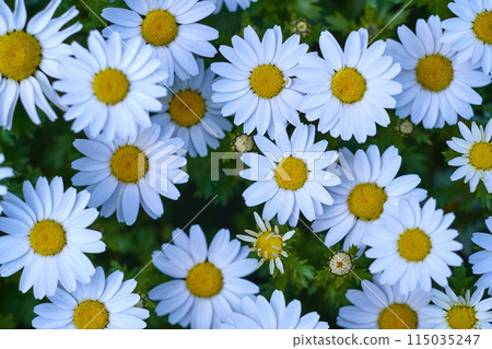 North Pole blooming North Pole blooming 115035247