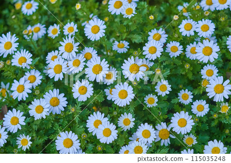 北極花叢生 北極花叢生 115035248