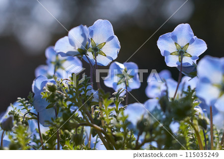 閃閃發光的花瓣的睡蓮 閃閃發光的花瓣的睡蓮 115035249