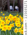 Daffodils and Cycling 115035271