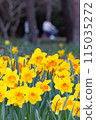 Daffodils and Cycling 115035272