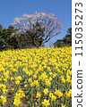 Daffodils and Cycling 115035273