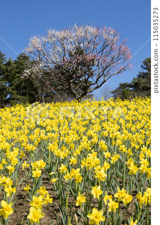 Daffodils and Cycling 115035273