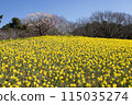 Daffodils and Cycling 115035274