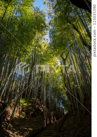  Bamboo grove 115035390