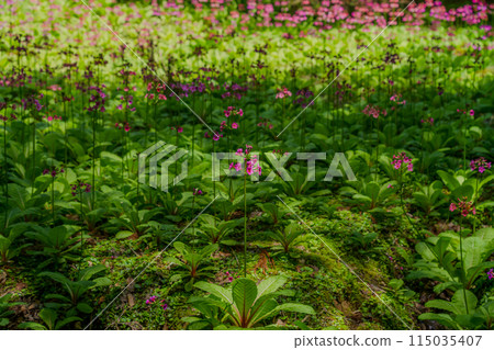 種植日本報春花 115035407