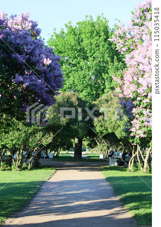bushes of blooming lilac in city, beautiful purple flowering trees in park or in meadow 115035418