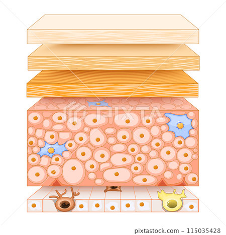 Epidermis structure. Skin anatomy 115035428