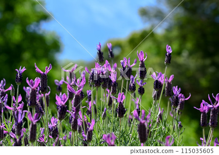 法國薰衣草 法國薰衣草 115035605