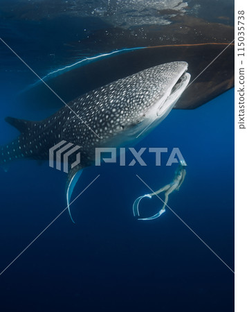 Woman swim with whale shark in blue ocean. Giant Shark underwater and woman freediver Woman swim with whale shark in blue ocean. Giant Shark underwater and woman freediver 115035738