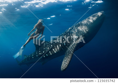 Freediver woman dives with whale shark in blue sea. Snorkeling girl and shark underwater 115035742