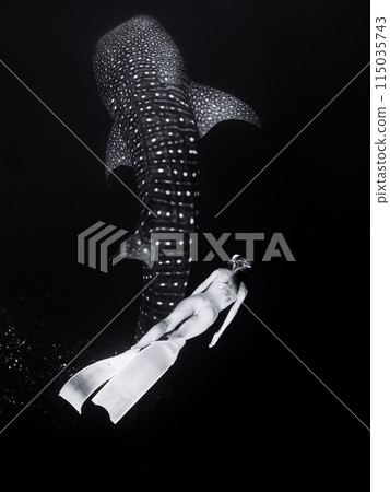 Whale shark and woman freediver in bikini dive with fins. Black and white 115035743