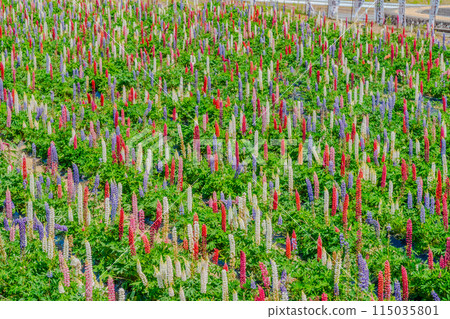 Lupine field 115035801