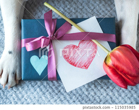 Beautiful gift box and dog paws. Close-up Beautiful gift box and dog paws. Close-up 115035985