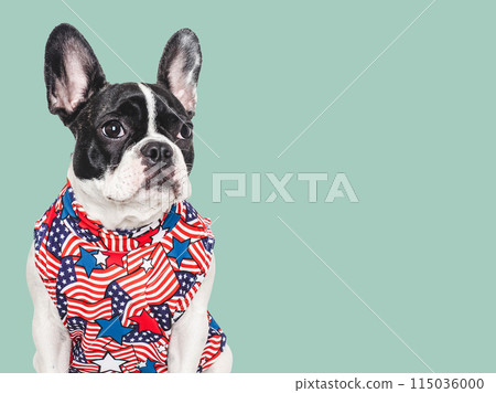Cute puppy and T-shirt with an American Flag pattern Cute puppy and T-shirt with an American Flag pattern 115036000