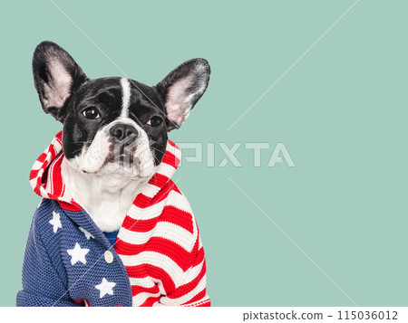 Cute puppy and T-shirt with an American Flag pattern Cute puppy and T-shirt with an American Flag pattern 115036012
