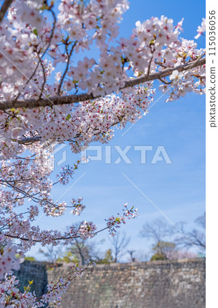 [Spring] Cherry blossoms at Osaka Castle Park 115036056