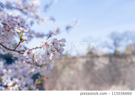 [Spring] Cherry blossoms at Osaka Castle Park 115036060