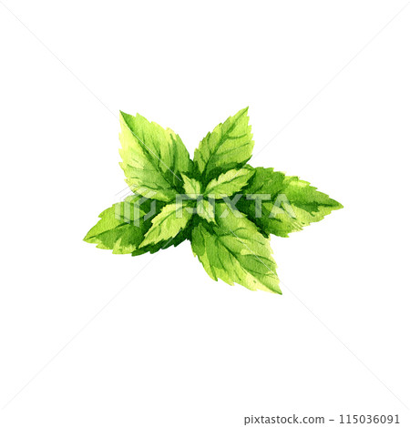 watercolor fresh leaves of mint, summer herb for refreshing drink, tea, cocktails, food illustration, hand drawn sketch of flavor herb isolated white background, for cafe, bar menu watercolor fresh leaves of mint, summer herb for refreshing drink, tea, cocktails, food illustration, hand drawn sketch of flavor herb isolated white background, for cafe, bar menu 115036091