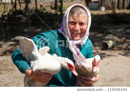 Senior woman, love for animals, serene nature scene, joyful and content. Grandmother with a bright smile, interacting with ducks. 70-year-old woman happy on the duck farm Senior woman, love for animals, serene nature scene, joyful and content. Grandmother with a bright smile, interacting with ducks. 70-year-old woman happy on the duck farm 115036104