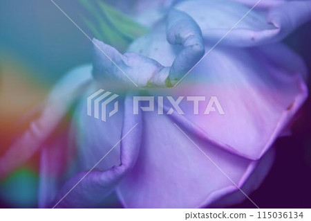 掛玫瑰 掛玫瑰 115036134