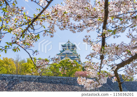 [Cherry Blossoms] Osaka Castle Park in Spring [Osaka Castle Tower] 115036201