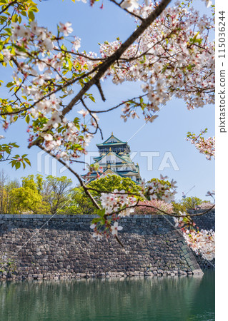 [櫻花]春天的大阪城公園[大阪城天守閣] 115036244