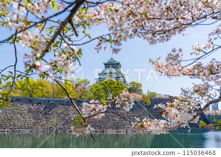 [Osaka Castle Park in Spring] Osaka Castle Tower and Cherry Blossoms 115036468