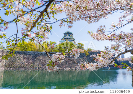 [Osaka Castle Park in Spring] Osaka Castle Tower and Cherry Blossoms 115036469